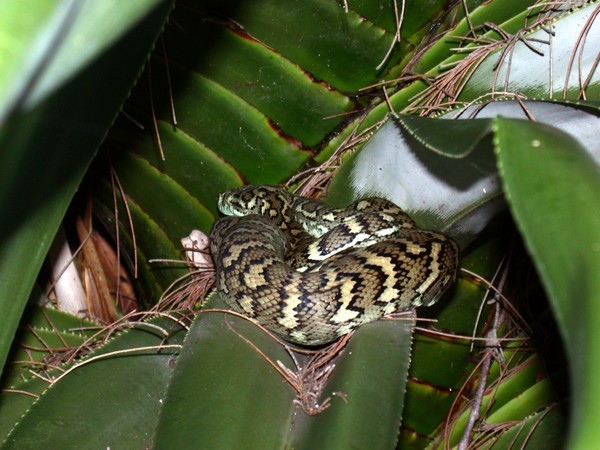 Carpet Python